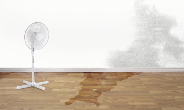 Best Flood damage cleanup  in Live Oak, CA